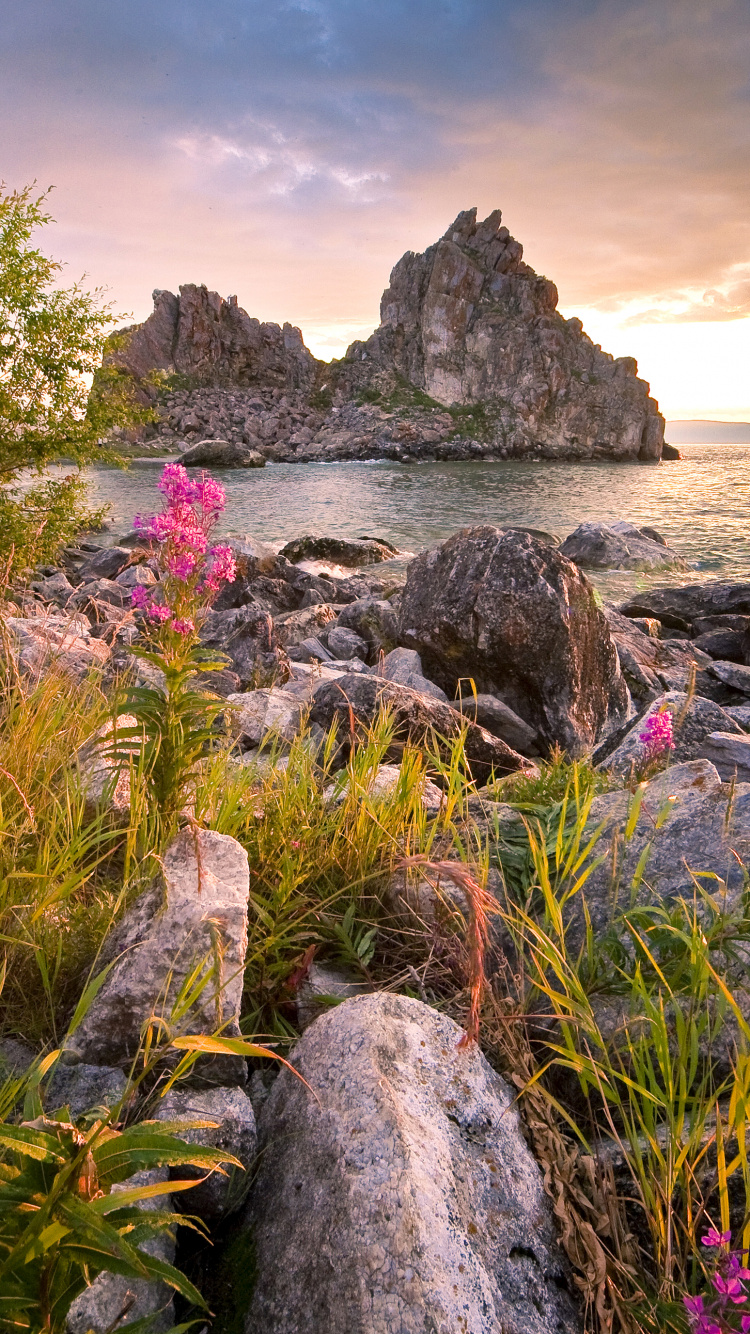 性质, 植被, 野花, 弹簧, 海岸 壁纸 750x1334 允许