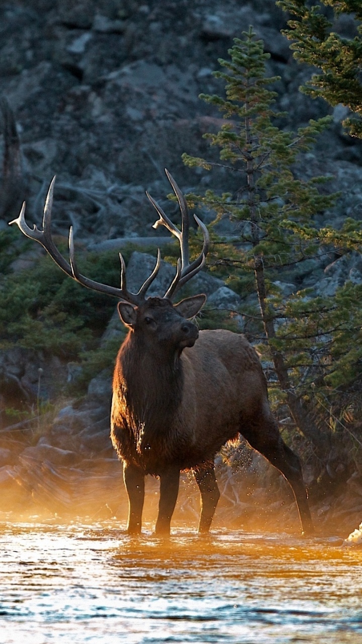 Alces Marrones en Campo Marrón Durante el Día. Wallpaper in 720x1280 Resolution