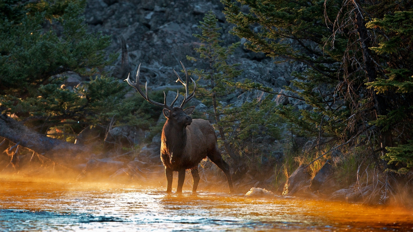 Brown Moose on Brown Field During Daytime. Wallpaper in 1366x768 Resolution