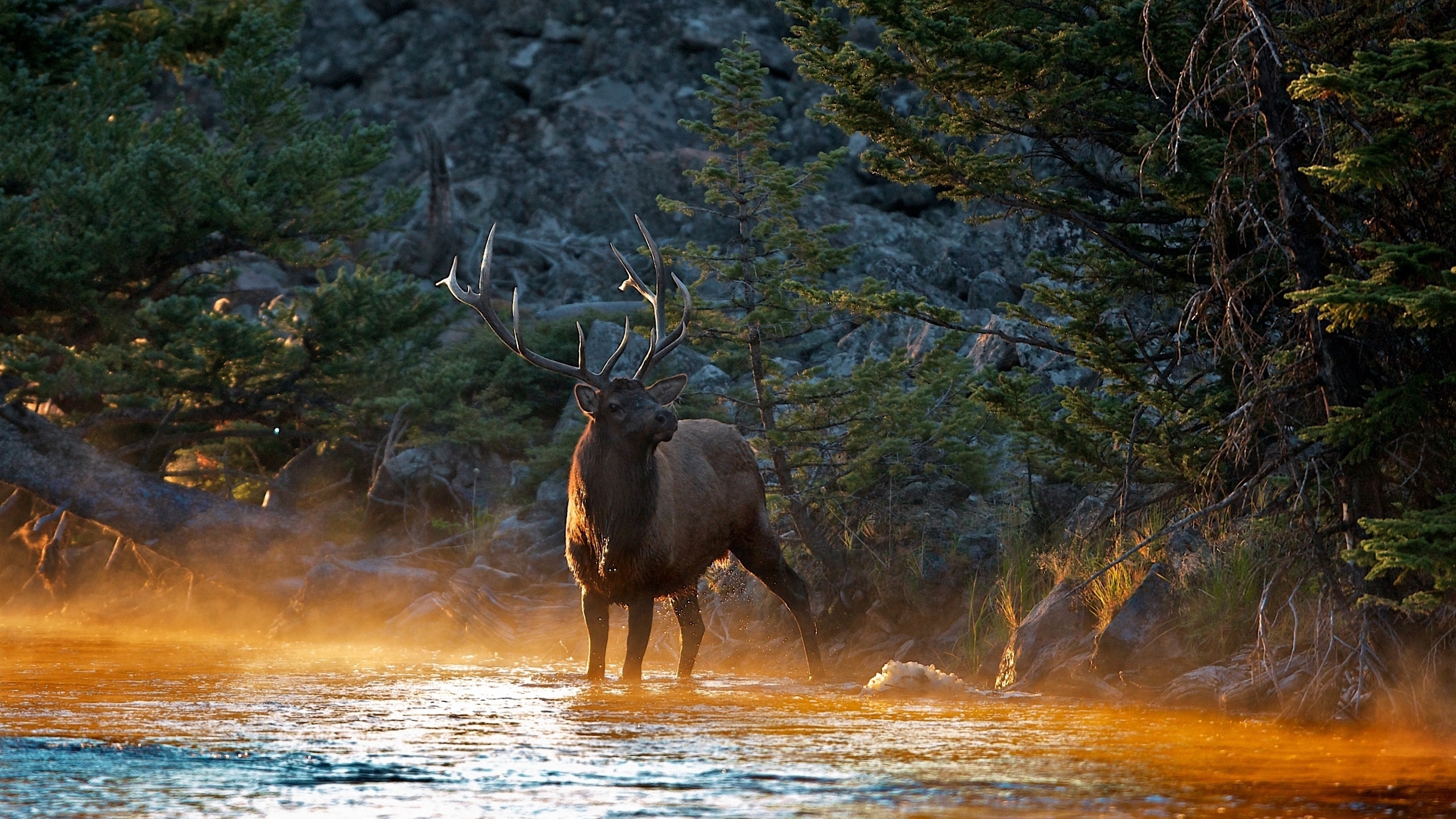 Brown Moose on Brown Field During Daytime. Wallpaper in 2560x1440 Resolution
