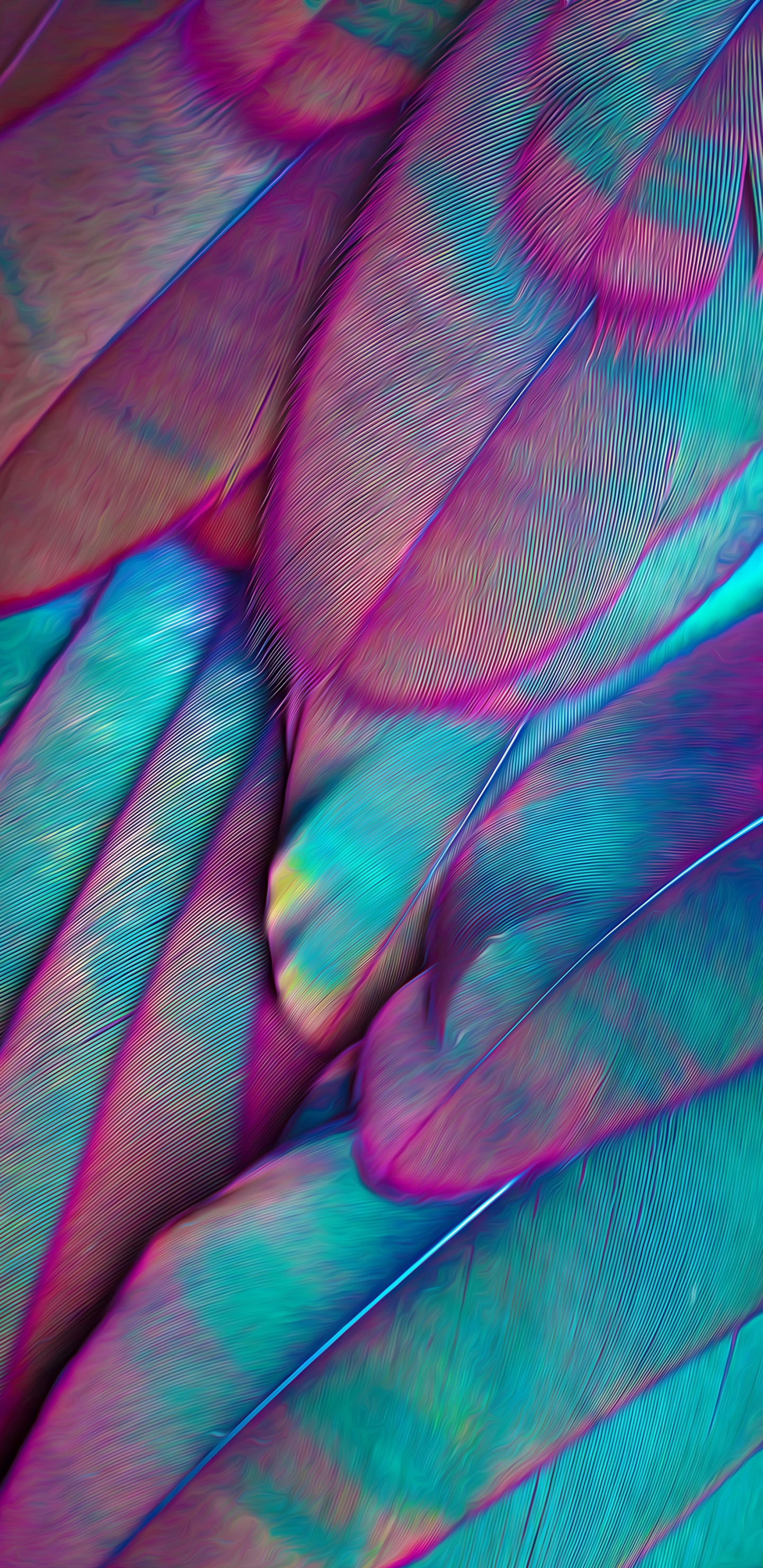 Pájaros, Loro, La Estética, Morado, Pétalo. Wallpaper in 1440x2960 Resolution