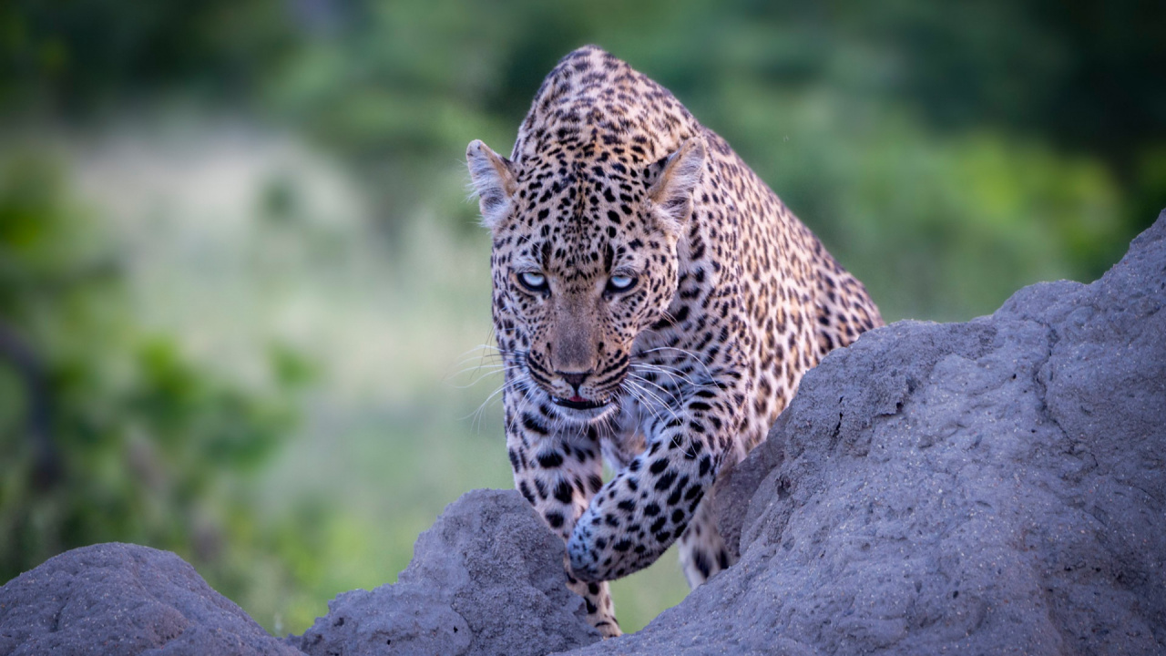 Leopard, Wildcat, Cat, Jaguar, Carnivores. Wallpaper in 1280x720 Resolution