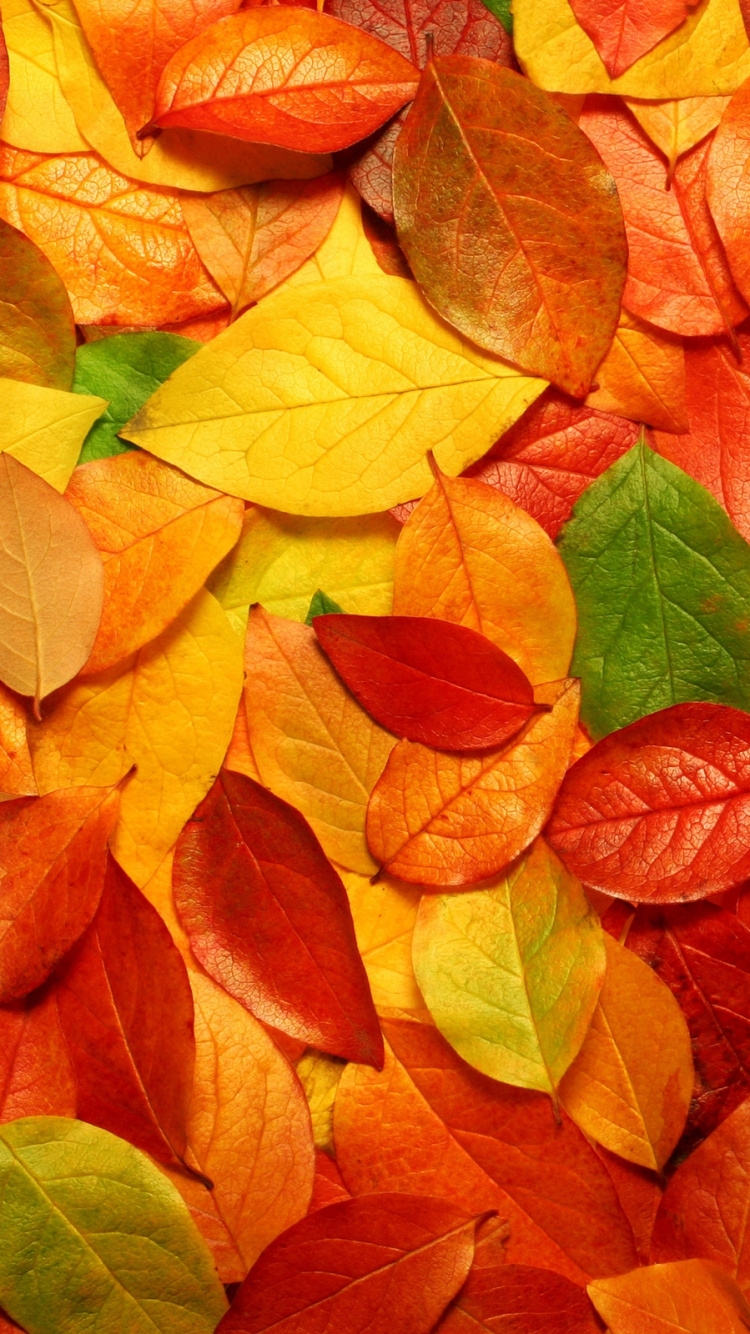 Feuilles Rouges et Vertes au Sol. Wallpaper in 750x1334 Resolution