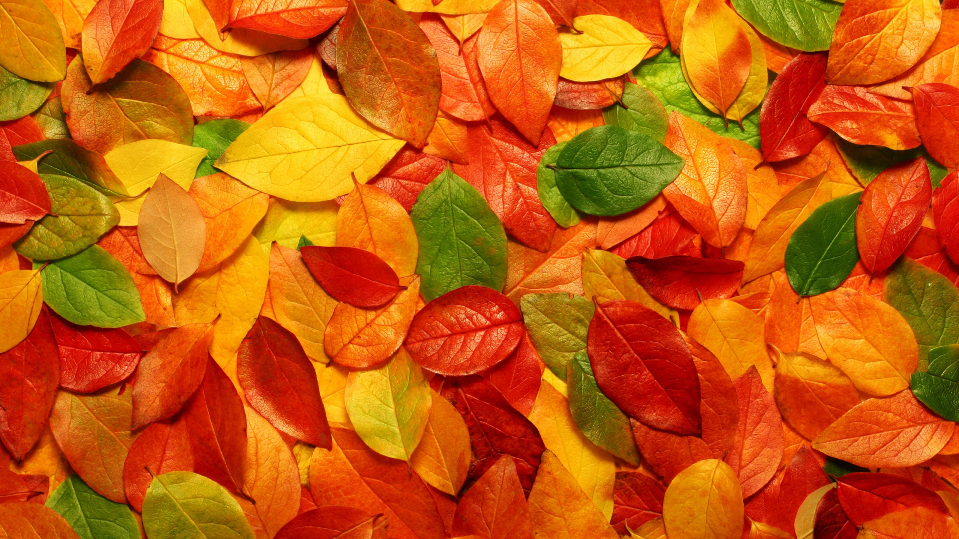 Red and Green Leaves on Ground. Wallpaper in 1920x1080 Resolution
