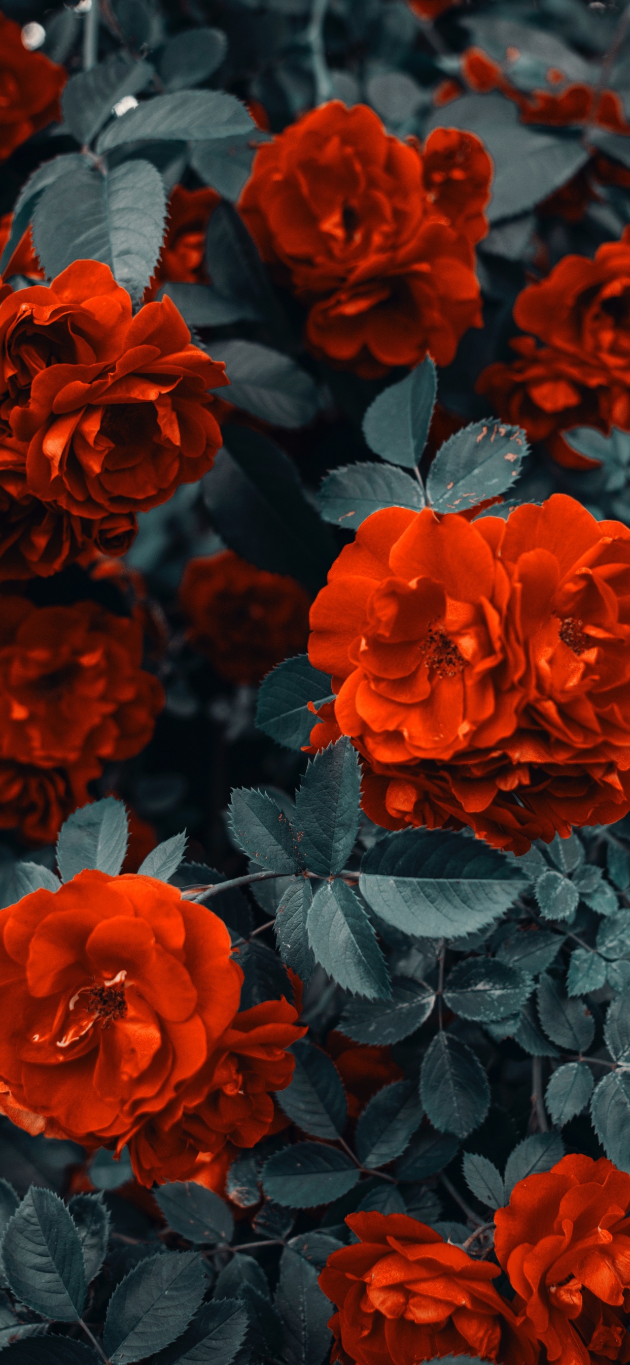 Red Flowers With Green Leaves. Wallpaper in 1242x2688 Resolution