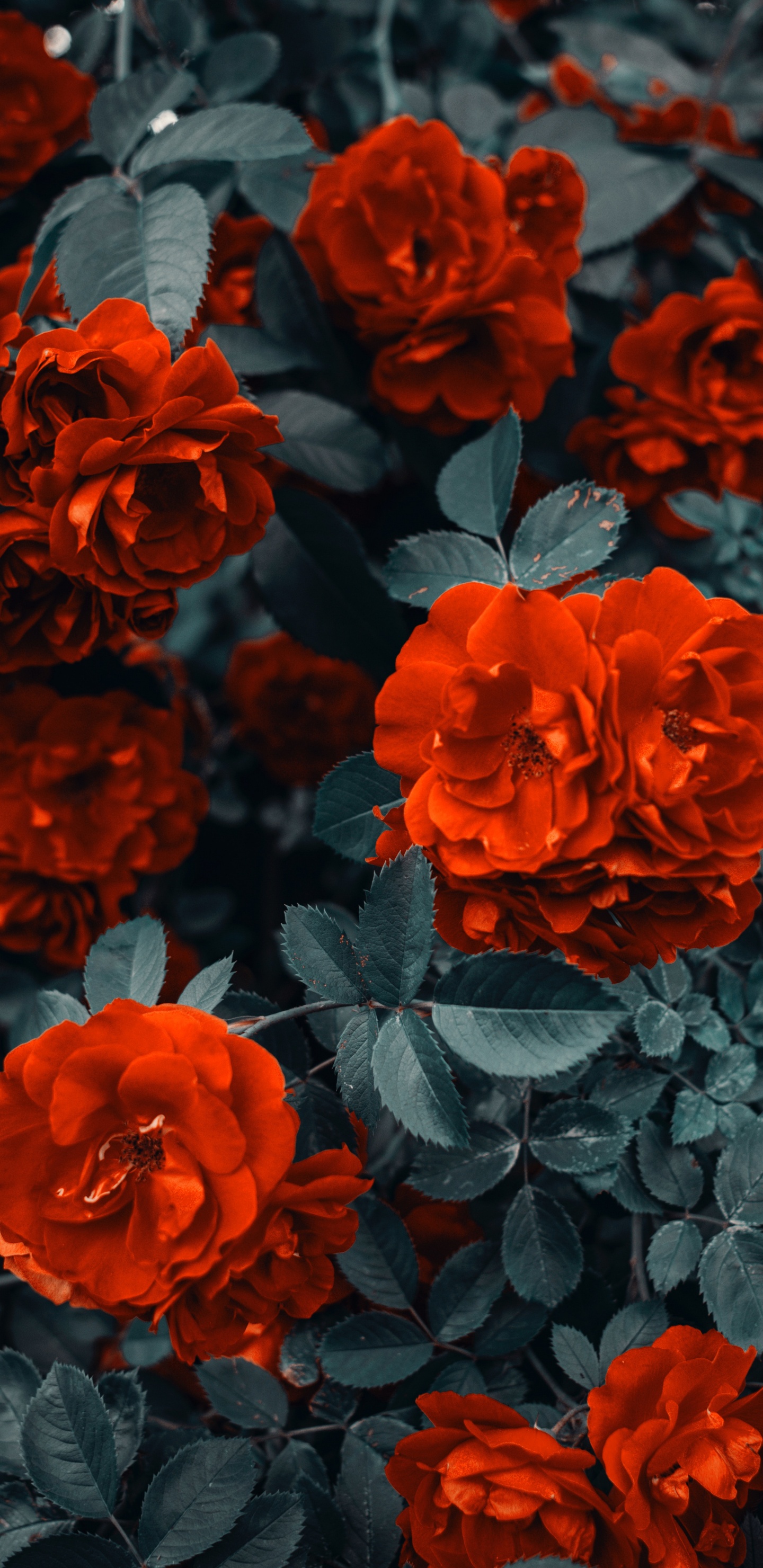Red Flowers With Green Leaves. Wallpaper in 1440x2960 Resolution