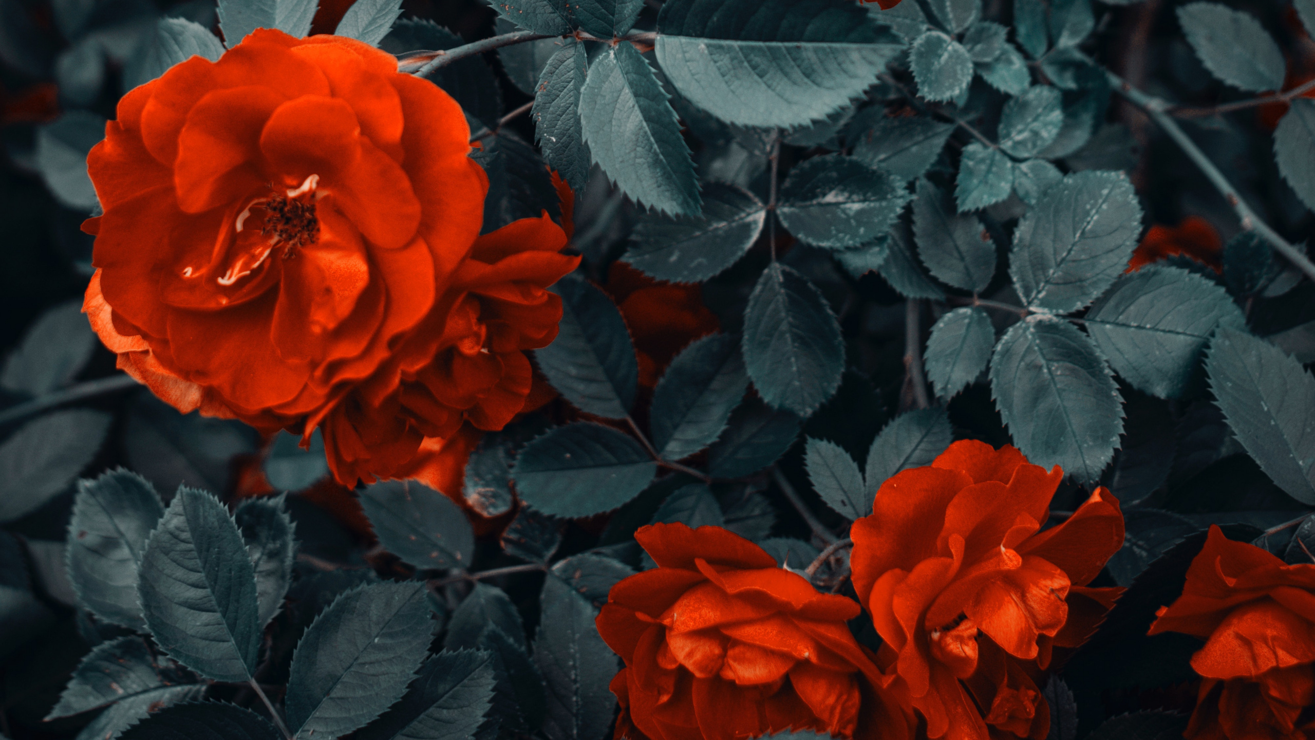 Red Flowers With Green Leaves. Wallpaper in 2560x1440 Resolution