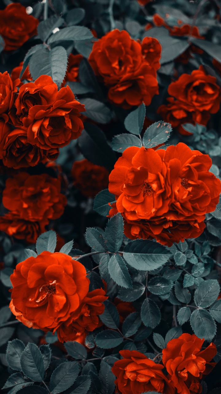 Red Flowers With Green Leaves. Wallpaper in 720x1280 Resolution