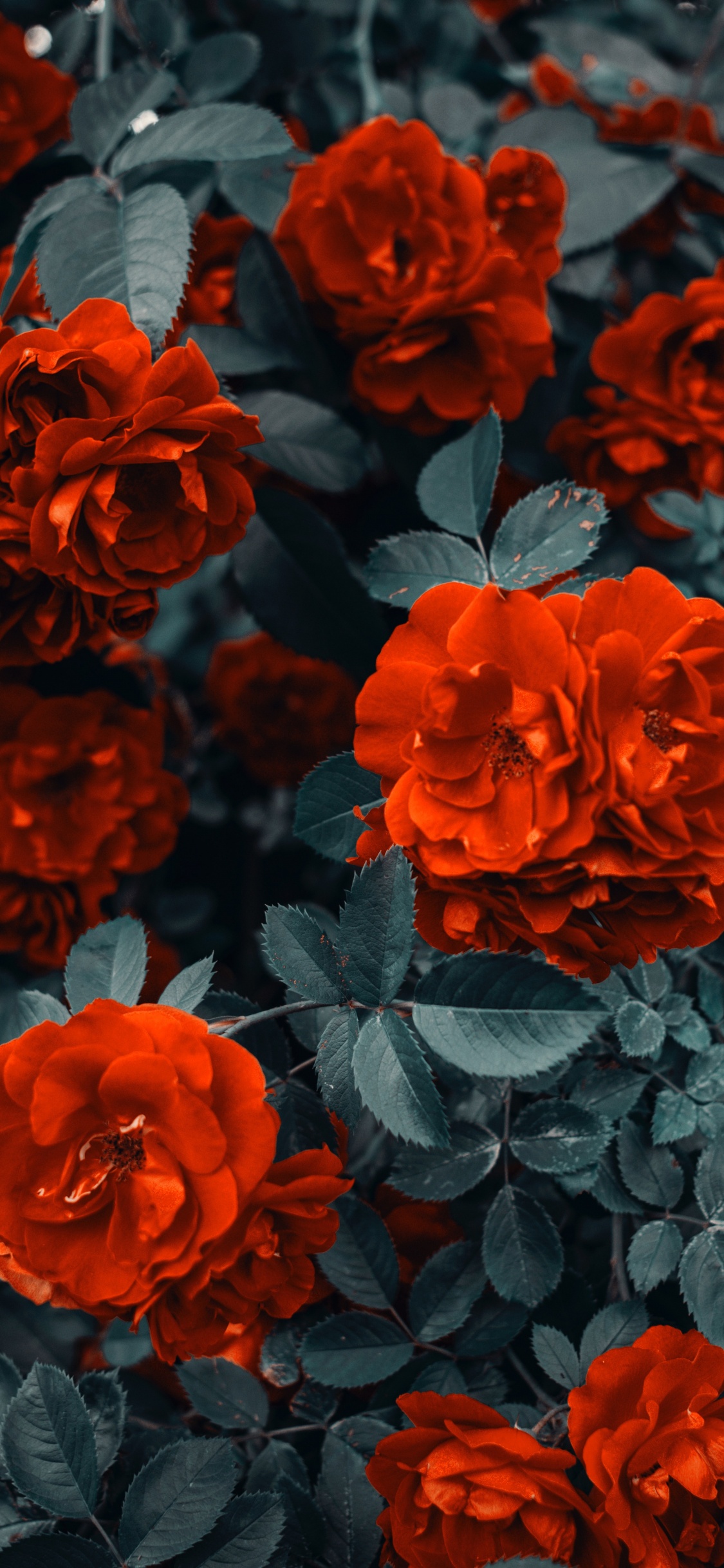 Fleurs Rouges Avec Des Feuilles Vertes. Wallpaper in 1125x2436 Resolution
