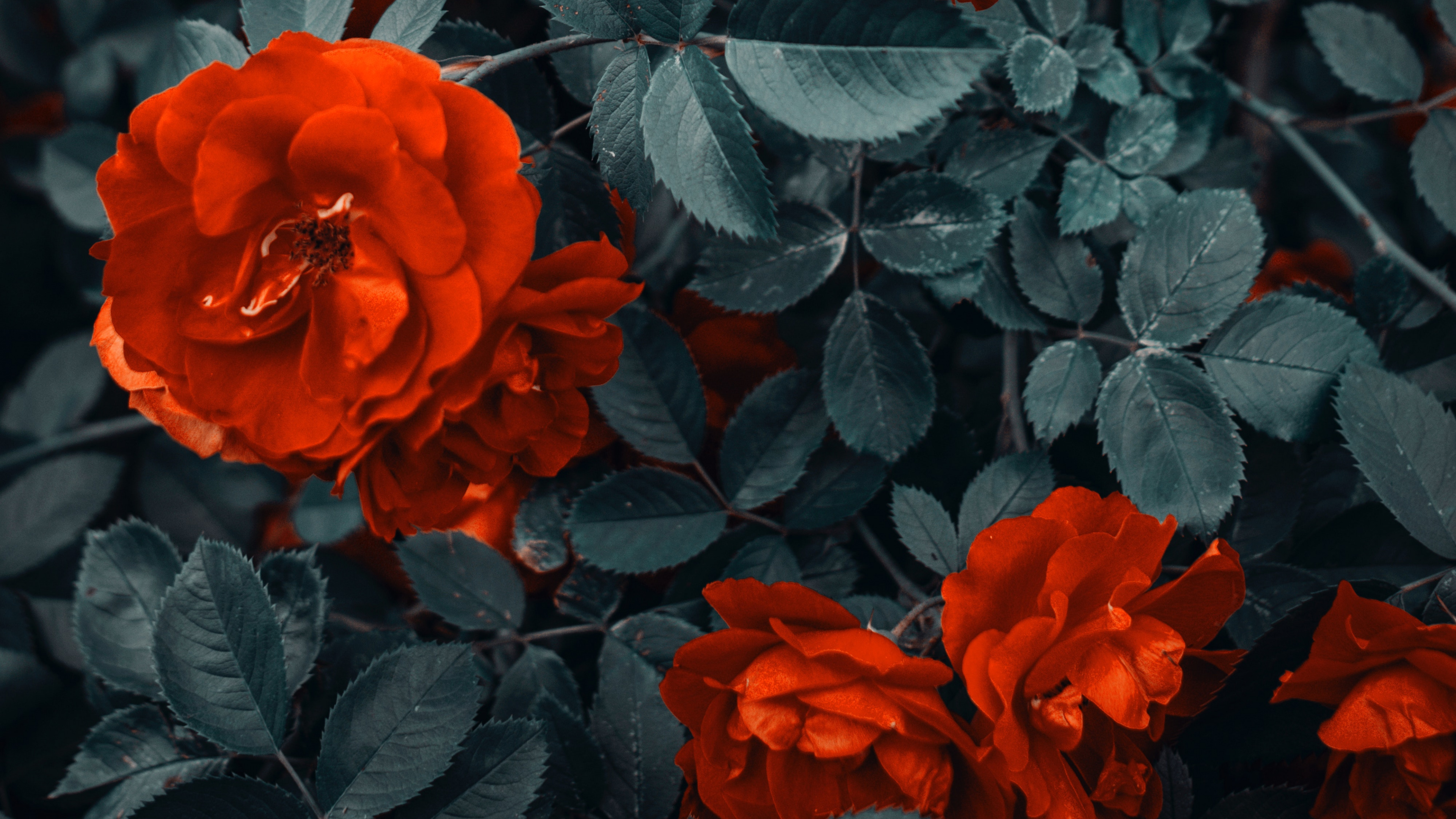 Fleurs Rouges Avec Des Feuilles Vertes. Wallpaper in 3840x2160 Resolution