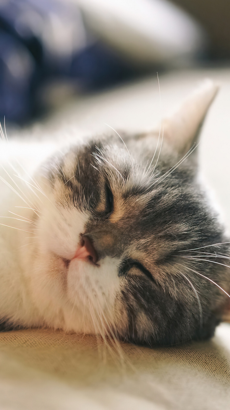 Sueño, Gran Danés, Kinkalow, Gato, Felidae. Wallpaper in 750x1334 Resolution