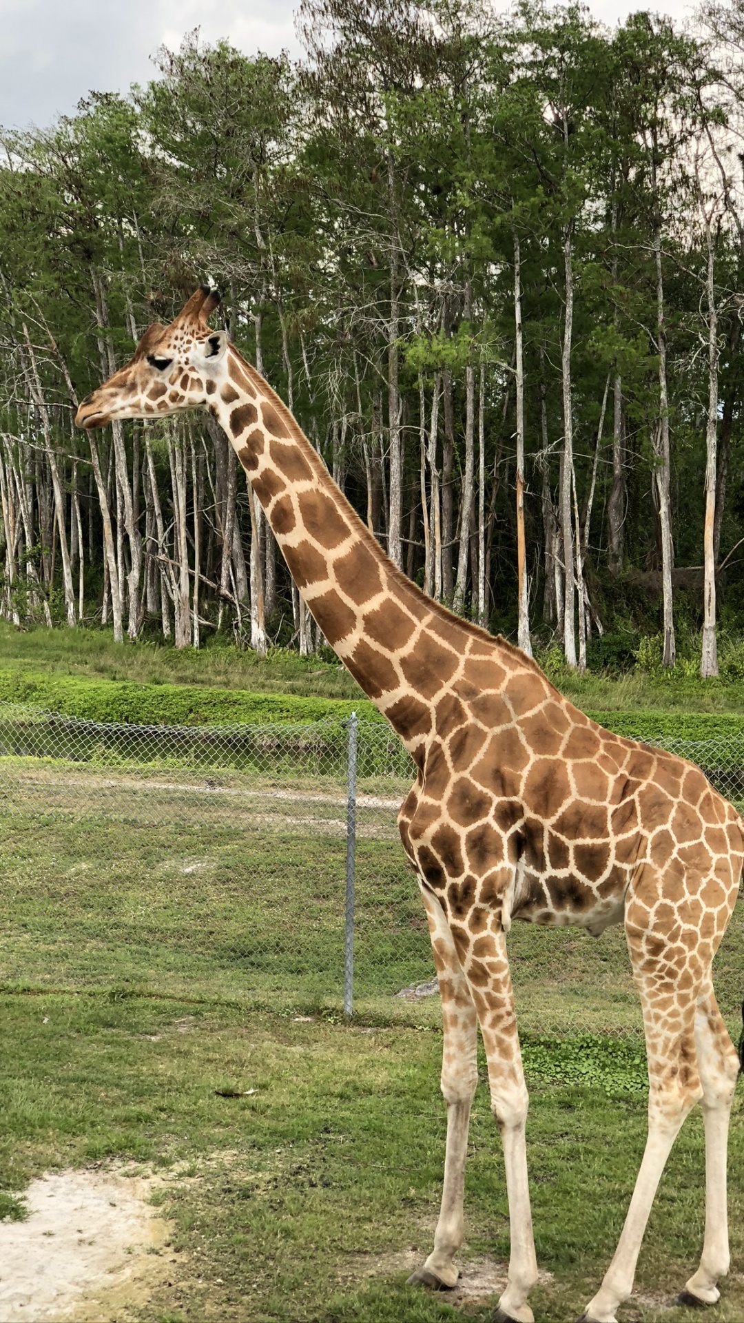 Girafe, Pour Les Animaux Terrestres, Savane, Cheveu, Tête. Wallpaper in 1080x1920 Resolution