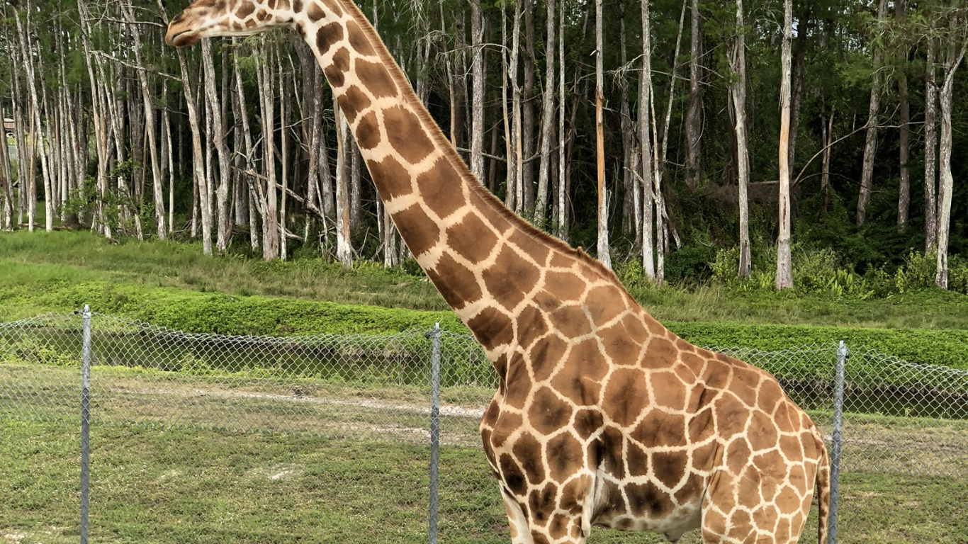 Girafe, Pour Les Animaux Terrestres, Savane, Cheveu, Tête. Wallpaper in 1366x768 Resolution