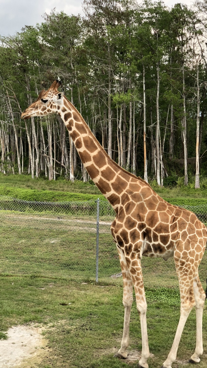 Girafe, Pour Les Animaux Terrestres, Savane, Cheveu, Tête. Wallpaper in 720x1280 Resolution