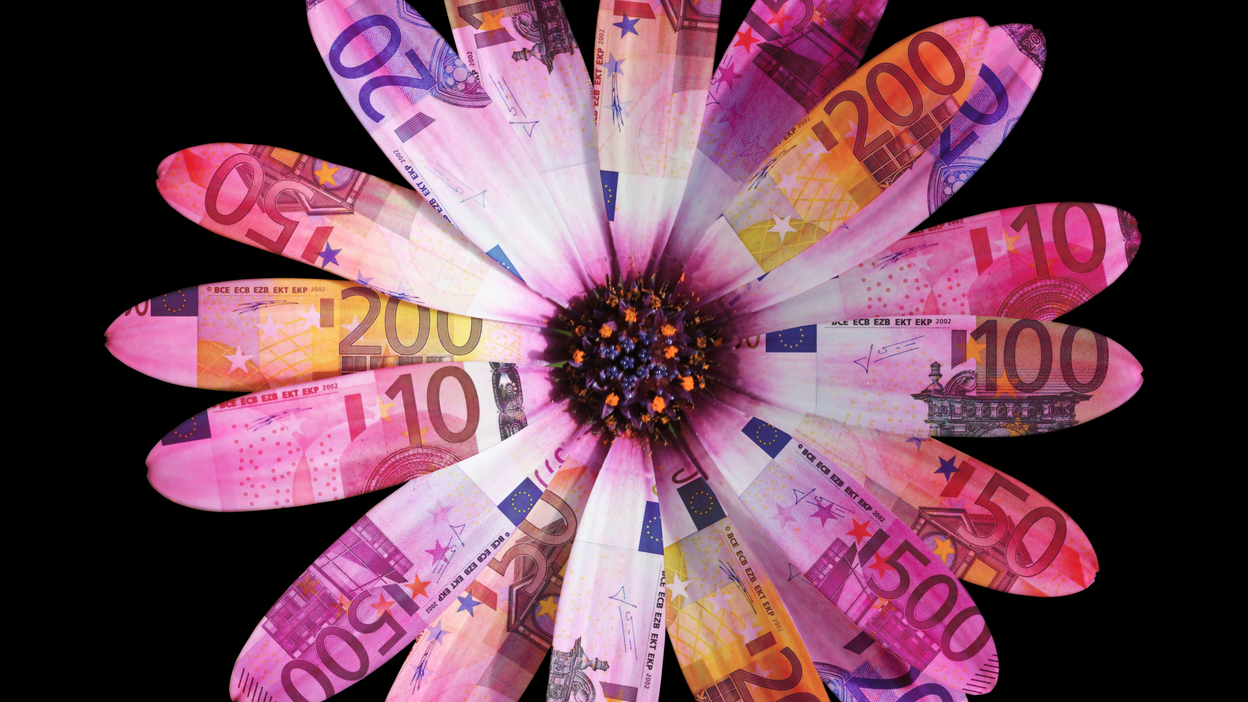 粉红色, 紫色的, 手, 手指, 非洲菊 壁纸 2560x1440 允许