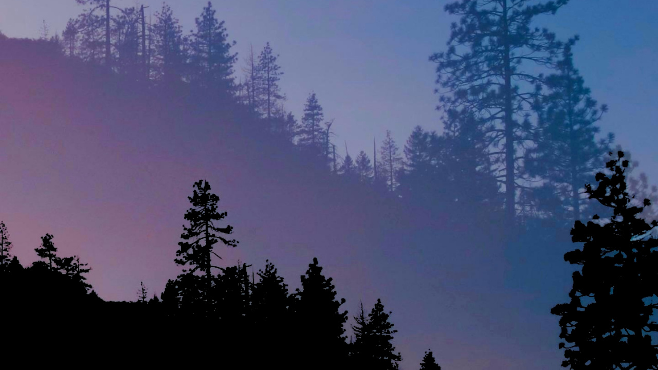 Blaue Waldästhetik, Atmosphäre, Ökoregion, Naturlandschaft, Baum. Wallpaper in 1280x720 Resolution