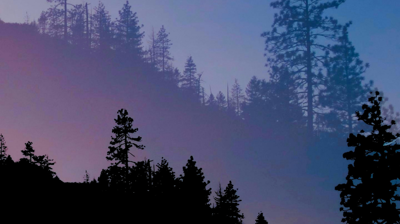 Blaue Waldästhetik, Atmosphäre, Ökoregion, Naturlandschaft, Baum. Wallpaper in 1366x768 Resolution