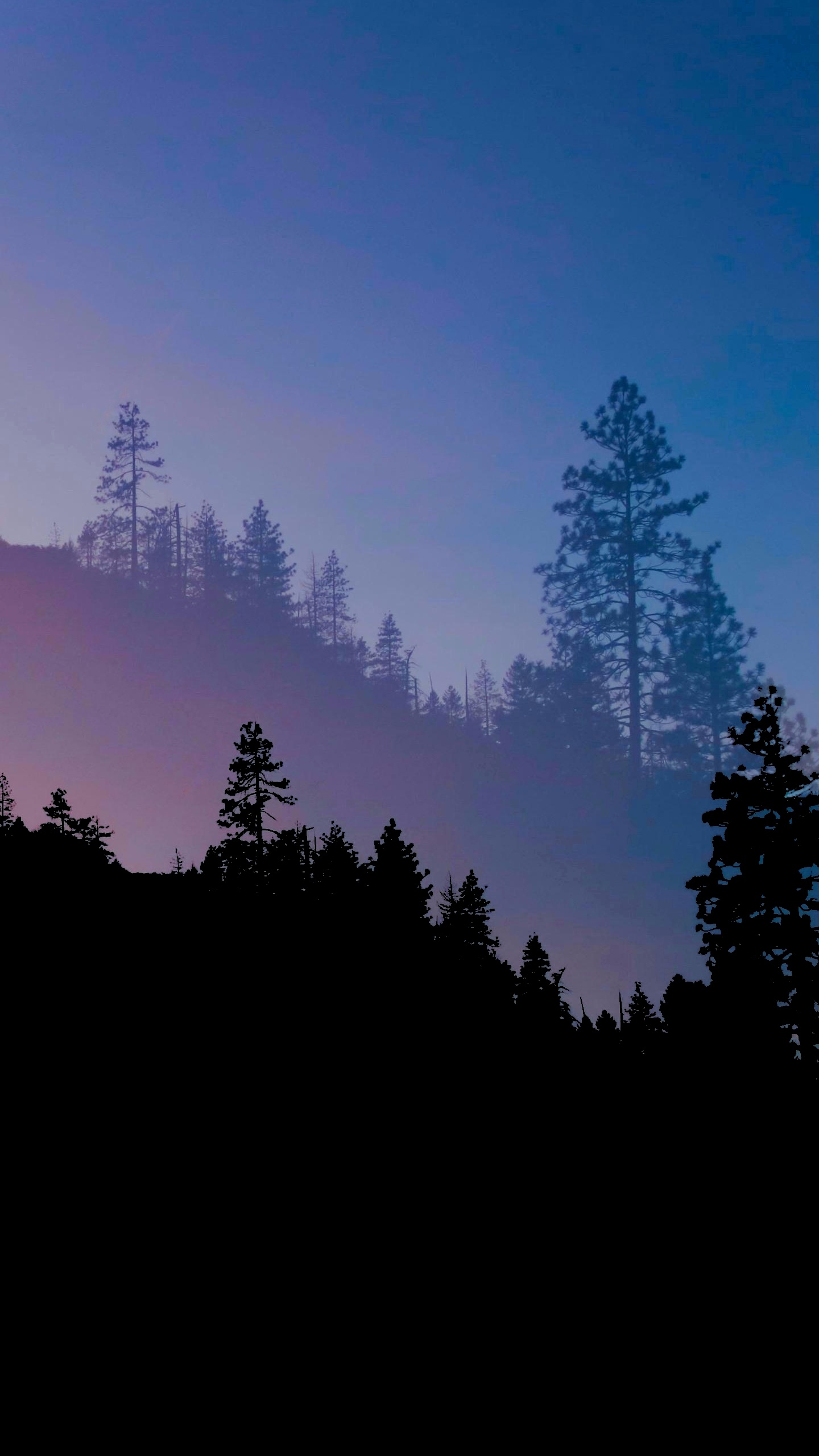 Blaue Waldästhetik, Atmosphäre, Ökoregion, Naturlandschaft, Baum. Wallpaper in 1440x2560 Resolution