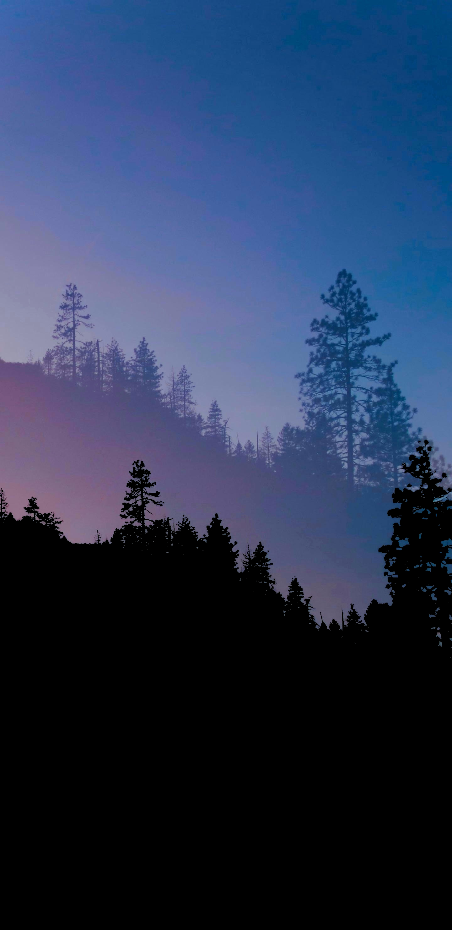 Blaue Waldästhetik, Atmosphäre, Ökoregion, Naturlandschaft, Baum. Wallpaper in 1440x2960 Resolution