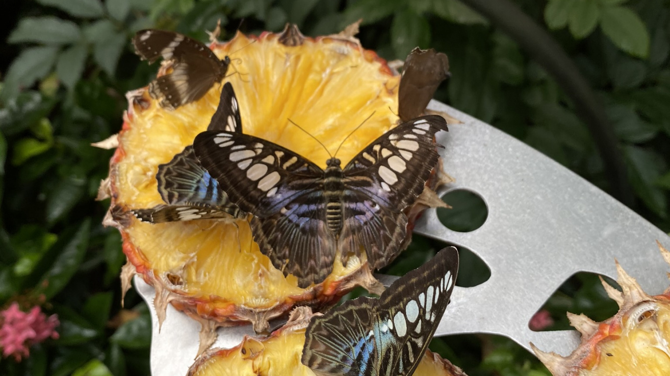 Honey Bee, Insect, Pollinator, Bees, Yellow. Wallpaper in 1366x768 Resolution