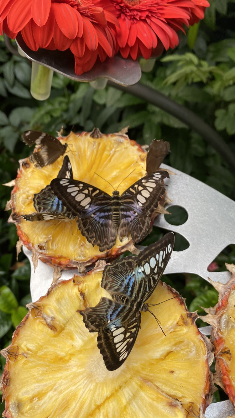 Honey Bee, Insect, Pollinator, Bees, Yellow. Wallpaper in 750x1334 Resolution