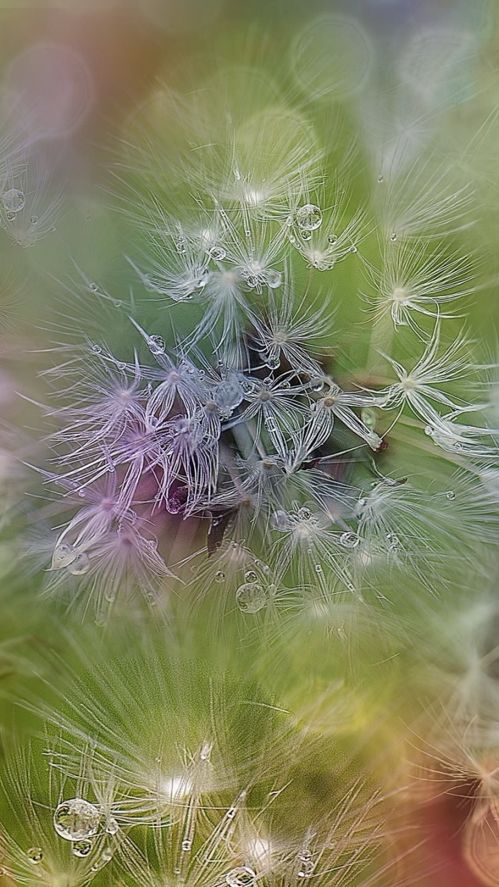 Purple and White Flower in Close up Photography. Wallpaper in 720x1280 Resolution