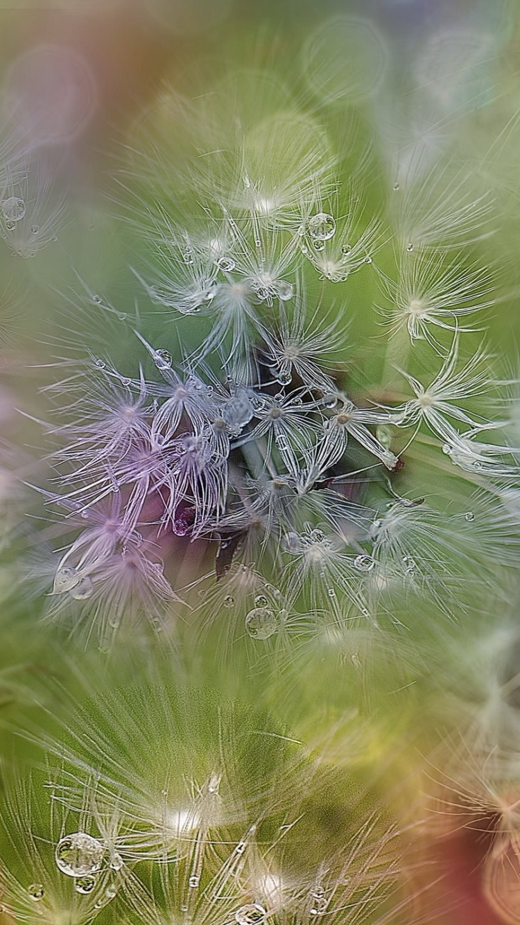 Purple and White Flower in Close up Photography. Wallpaper in 750x1334 Resolution