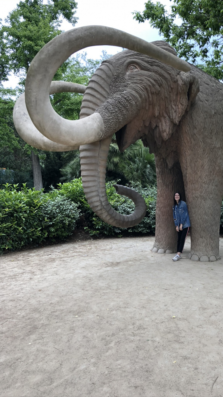 Parc de la Ciutadella, African Elephants, Terrestrial Animal, Indian Elephant, Elephant. Wallpaper in 750x1334 Resolution