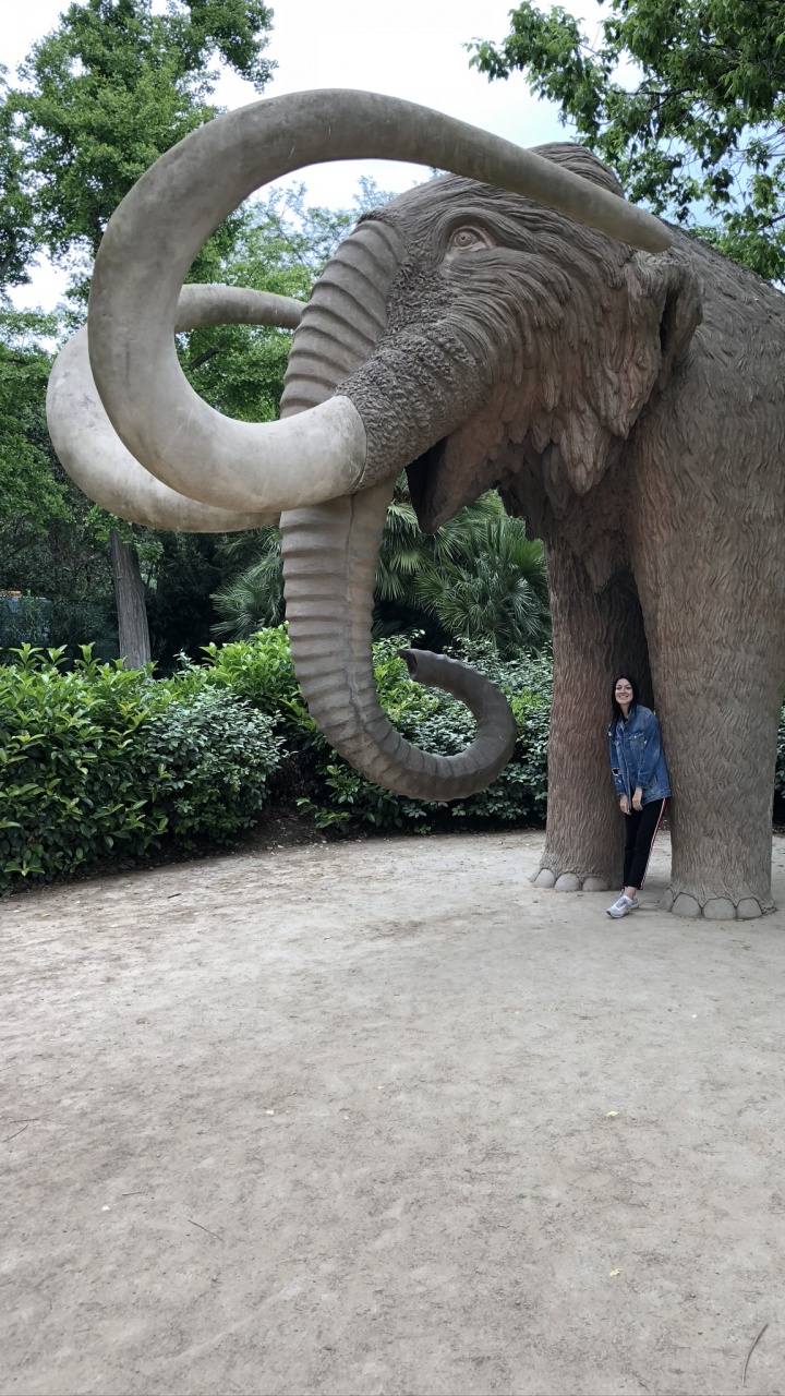 Parque de la Ciudadela, Elefantes Africanos, Los Animales Terrestres, Elefante Indio, Los Elefantes y Mamuts. Wallpaper in 720x1280 Resolution