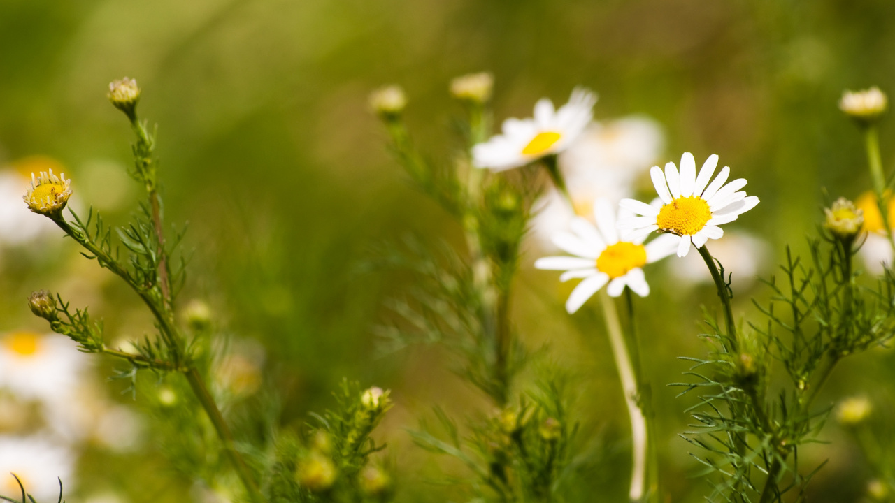 White Daisy in Bloom During Daytime. Wallpaper in 1280x720 Resolution