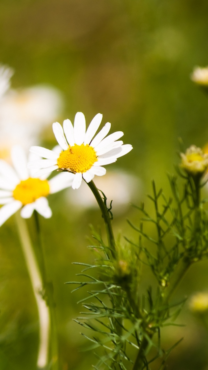 White Daisy in Bloom During Daytime. Wallpaper in 720x1280 Resolution