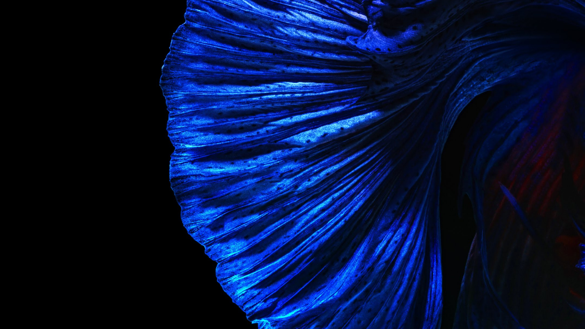 Huawei Nova, Huawei Nova 4, 新4, 华为nova 5t, 华为nova 4e 壁纸 1920x1080 允许