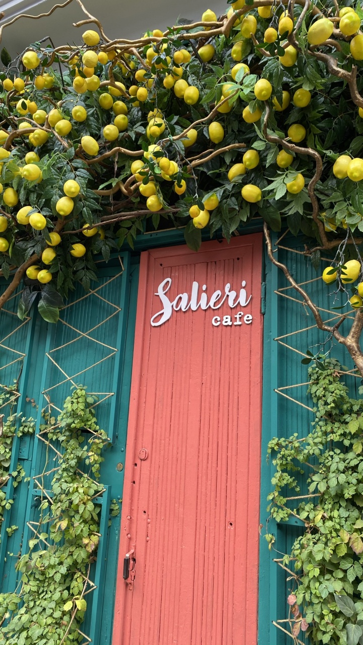 la Floración de la Planta, Azul Majorelle, la Física, Amarillo, Madera. Wallpaper in 720x1280 Resolution