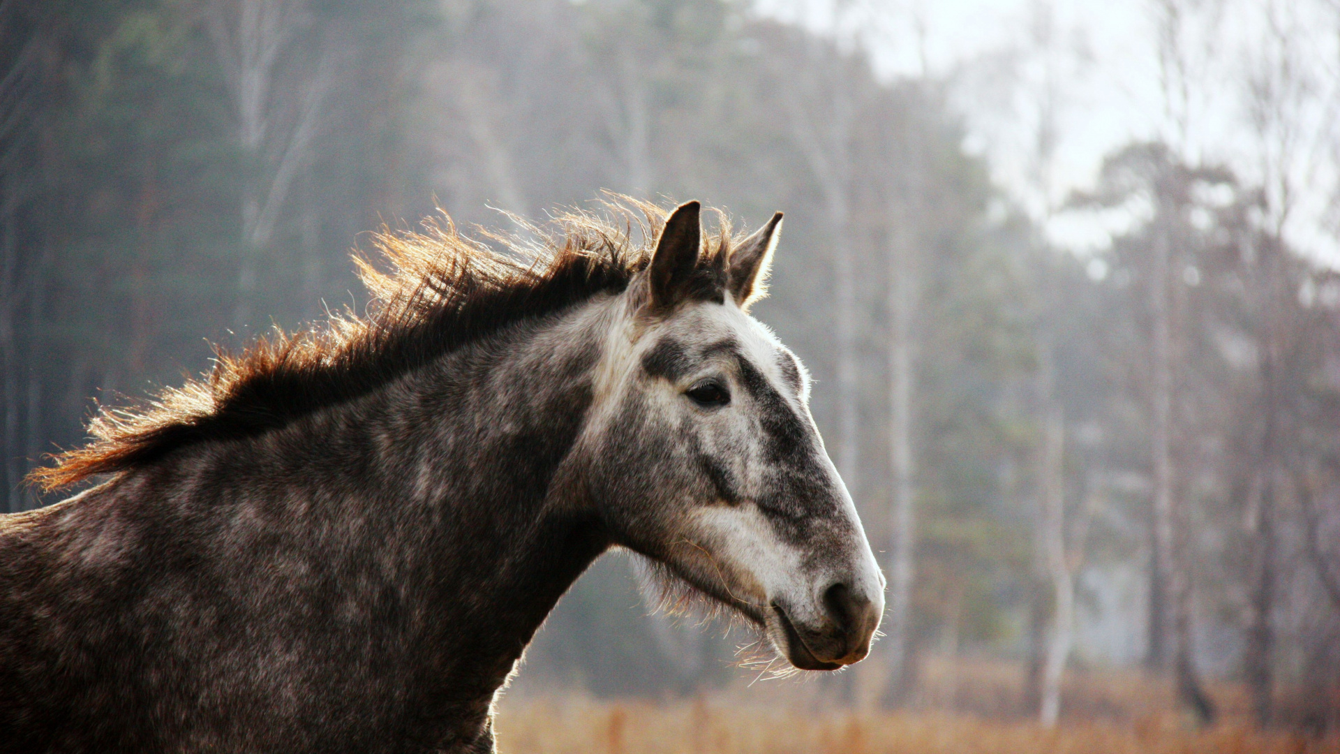 Black and White Horse on Brown Grass Field During Daytime. Wallpaper in 1920x1080 Resolution
