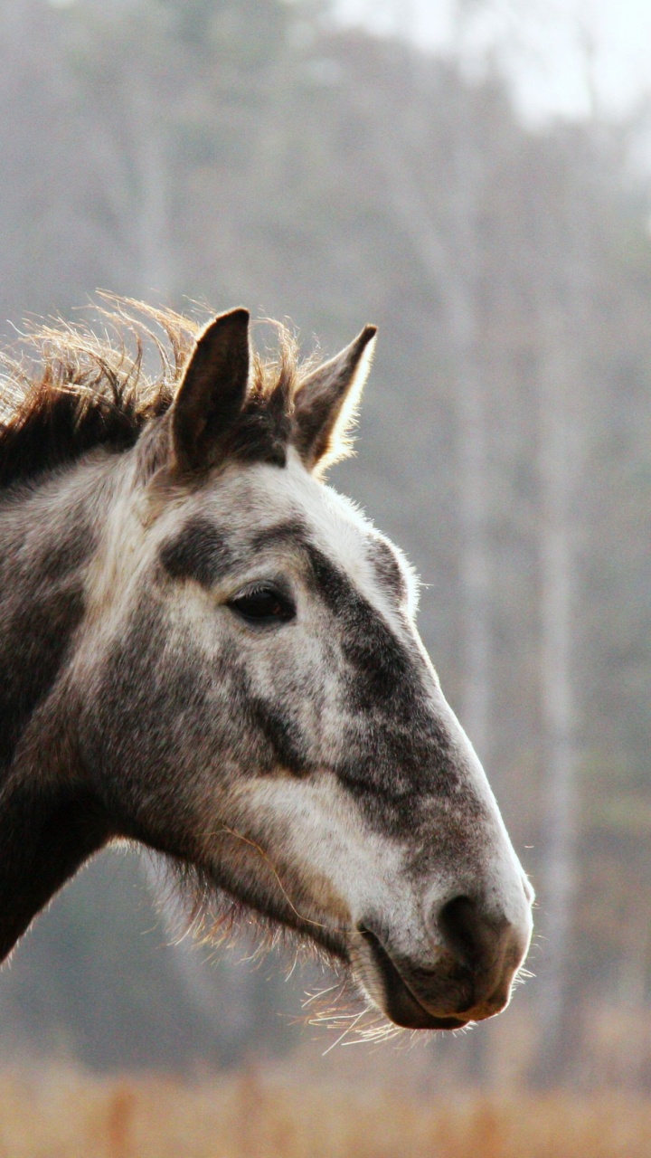 Black and White Horse on Brown Grass Field During Daytime. Wallpaper in 720x1280 Resolution