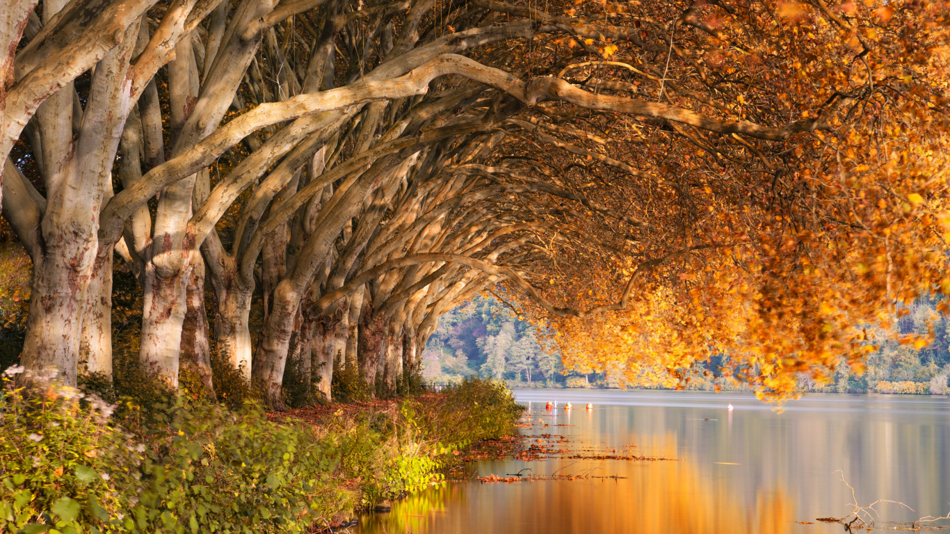 Natur, Naturlandschaft, Reflexion, Baum, Wasser. Wallpaper in 1366x768 Resolution