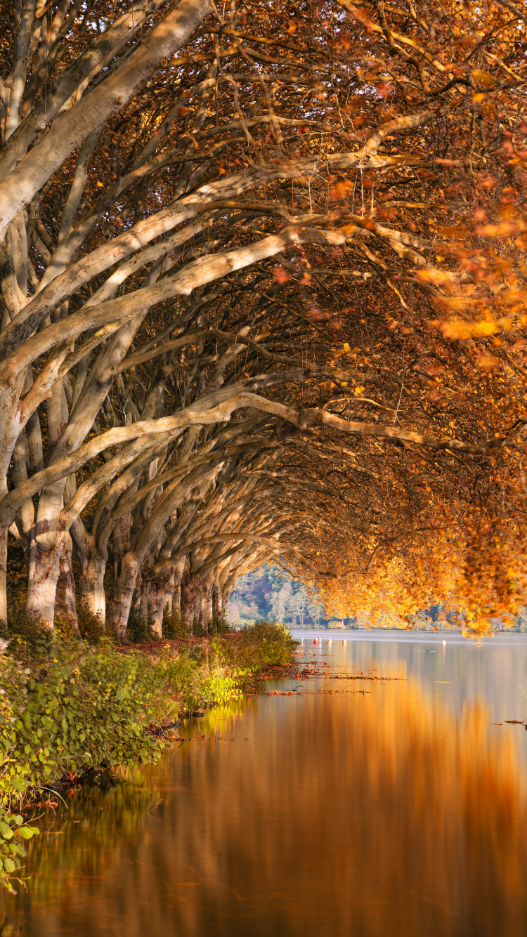 Natur, Naturlandschaft, Reflexion, Baum, Wasser. Wallpaper in 750x1334 Resolution