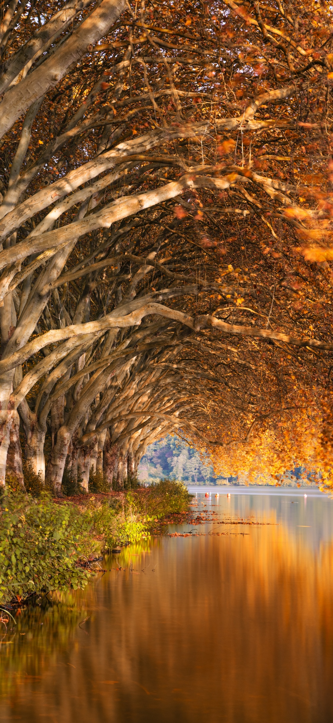 Nature, Natural Landscape, Reflection, Tree, Water. Wallpaper in 1125x2436 Resolution