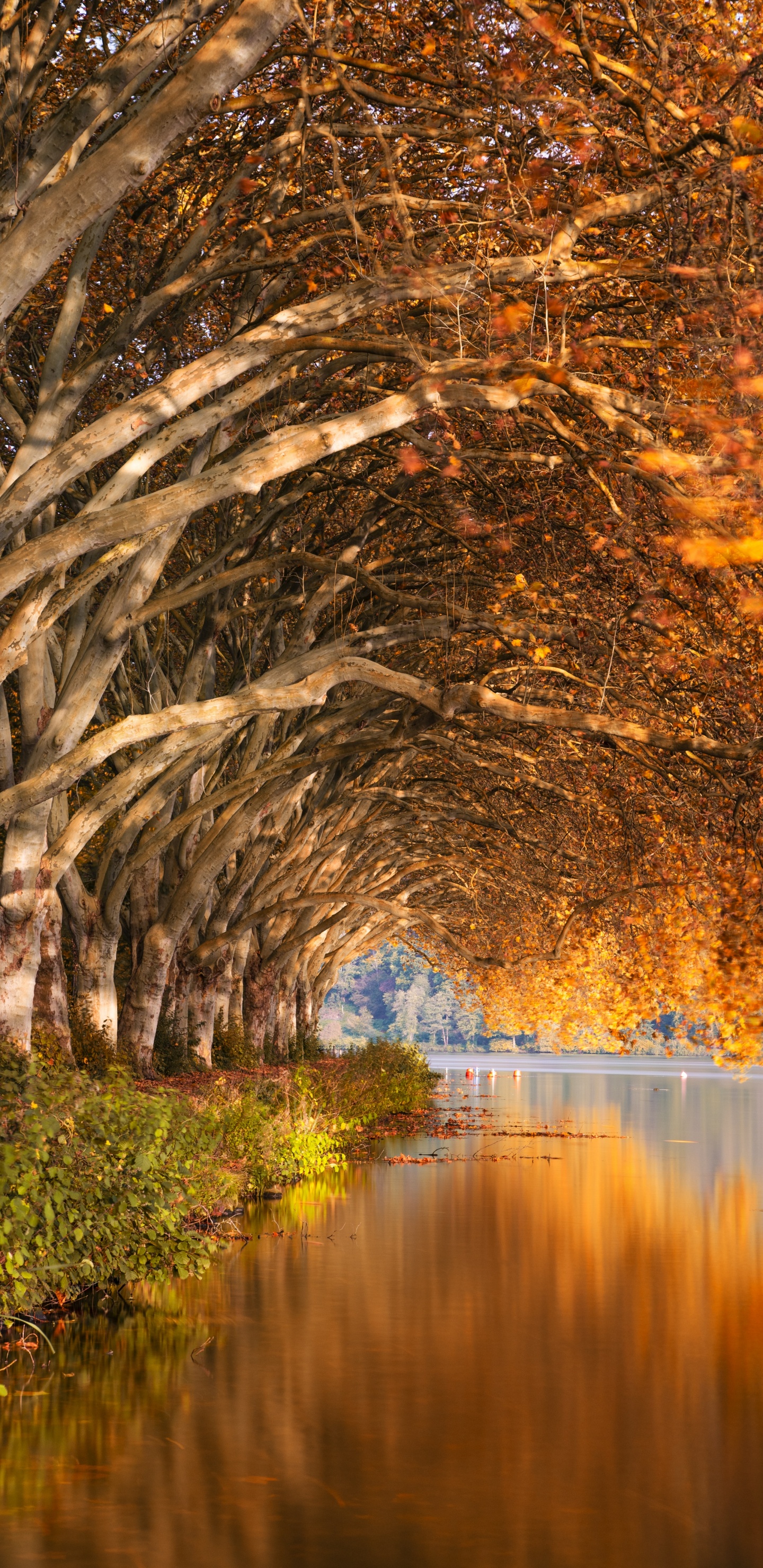 Nature, Natural Landscape, Reflection, Tree, Water. Wallpaper in 1440x2960 Resolution