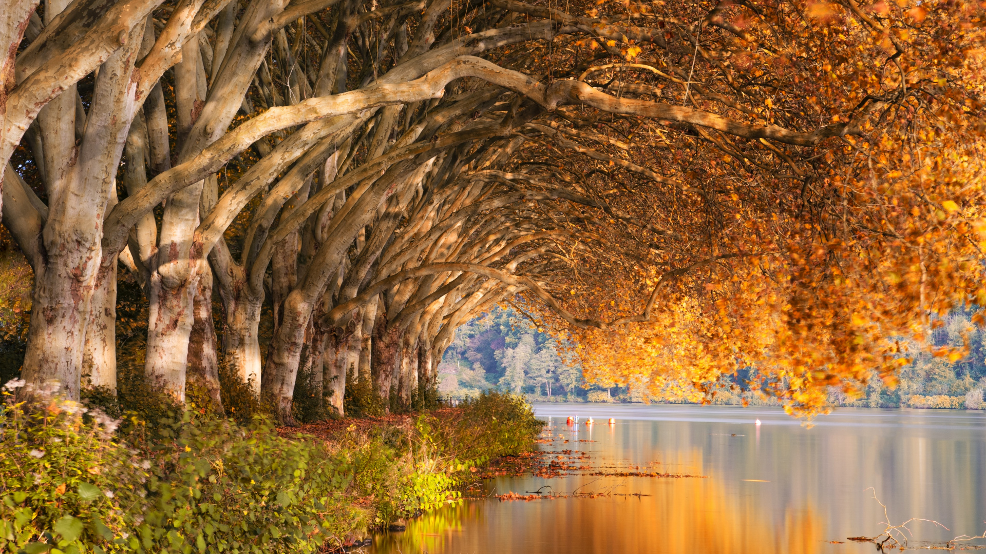 Nature, Natural Landscape, Reflection, Tree, Water. Wallpaper in 1920x1080 Resolution