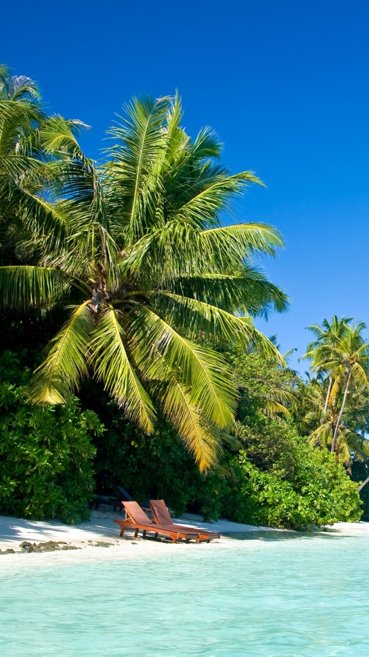 Green Palm Tree Near Body of Water During Daytime. Wallpaper in 720x1280 Resolution