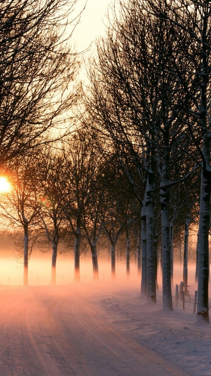 Bäume Auf Schneebedecktem Boden Bei Sonnenuntergang. Wallpaper in 720x1280 Resolution