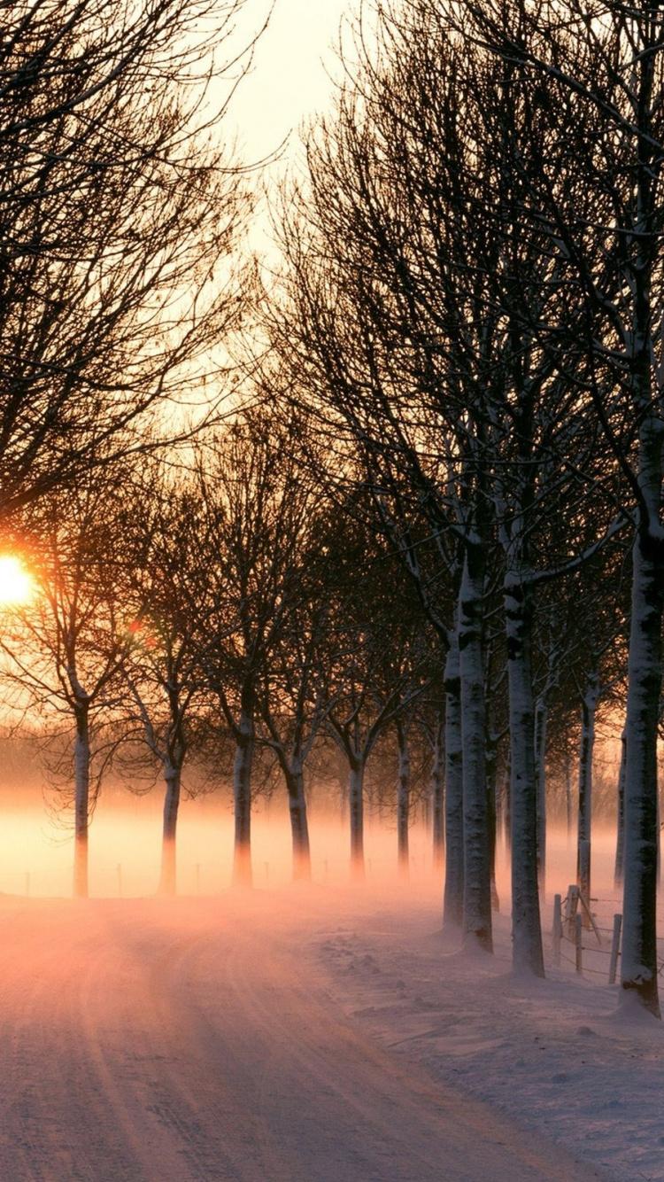 Bäume Auf Schneebedecktem Boden Bei Sonnenuntergang. Wallpaper in 750x1334 Resolution