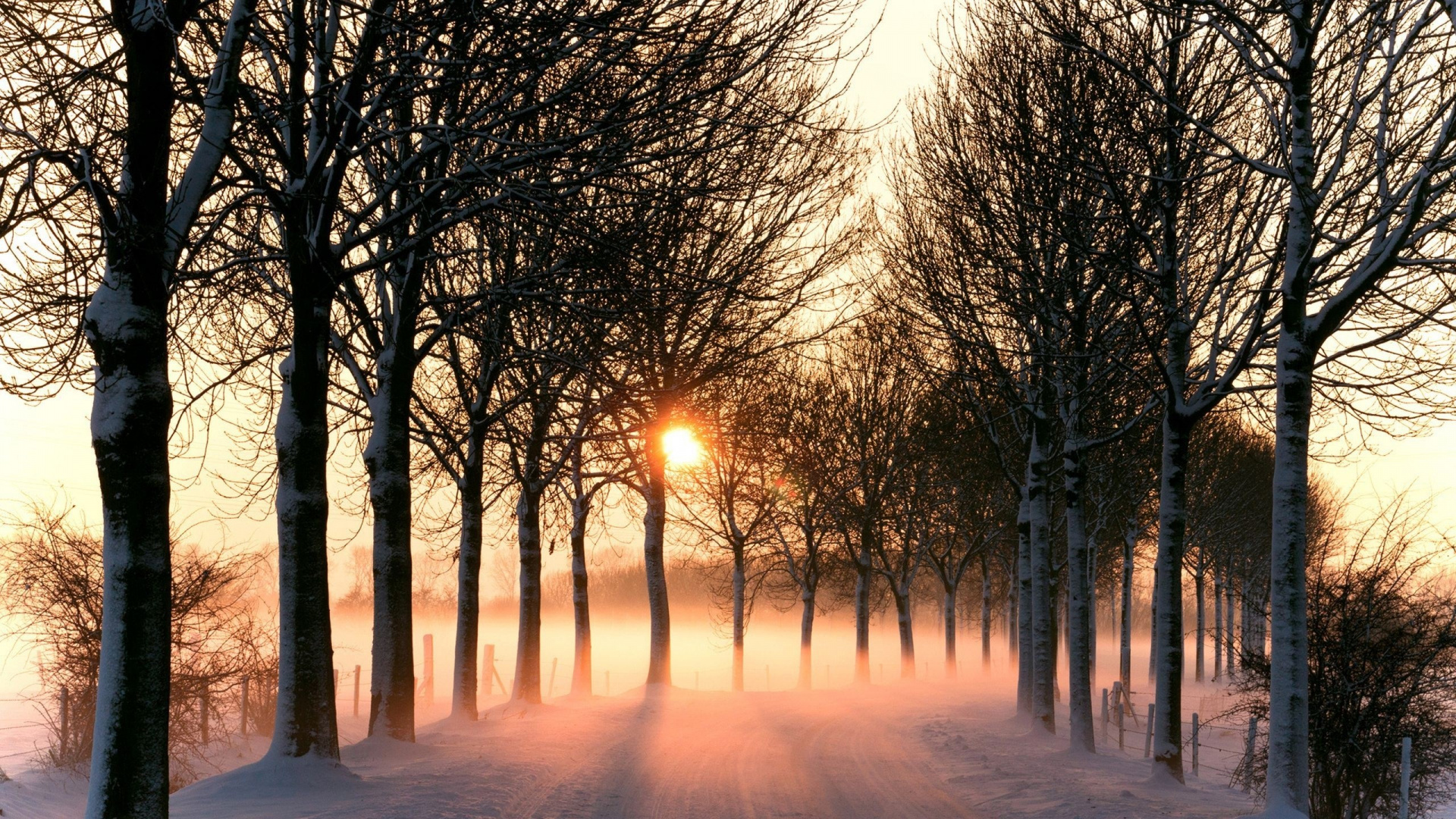 Arbres Sur Sol Couvert de Neige Pendant le Coucher du Soleil. Wallpaper in 1920x1080 Resolution