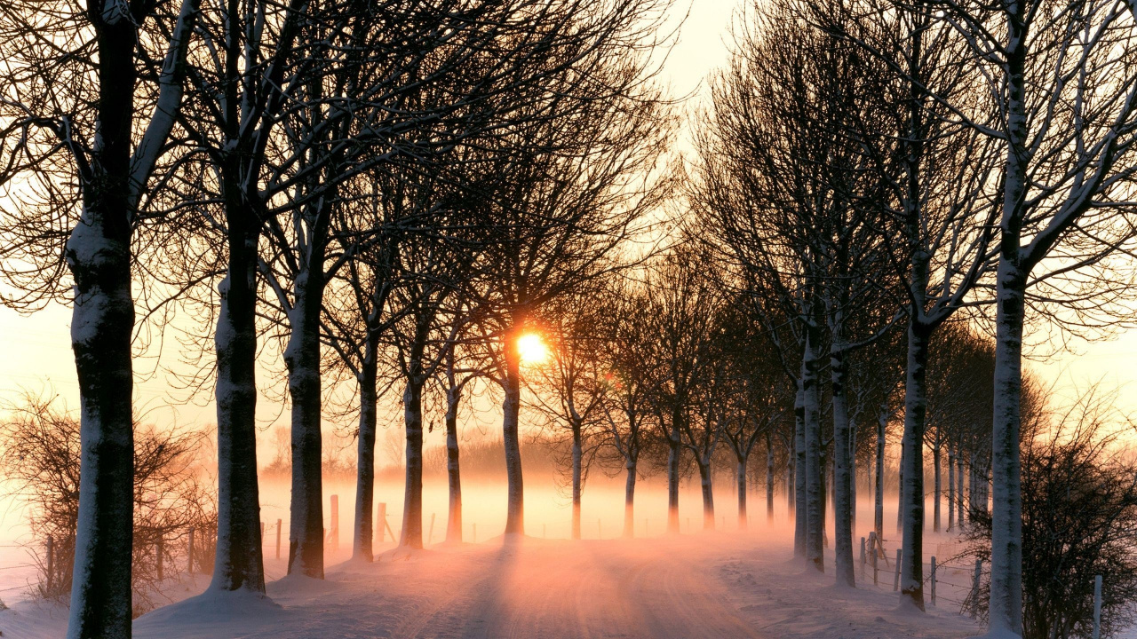 Trees on Snow Covered Ground During Sunset. Wallpaper in 1280x720 Resolution