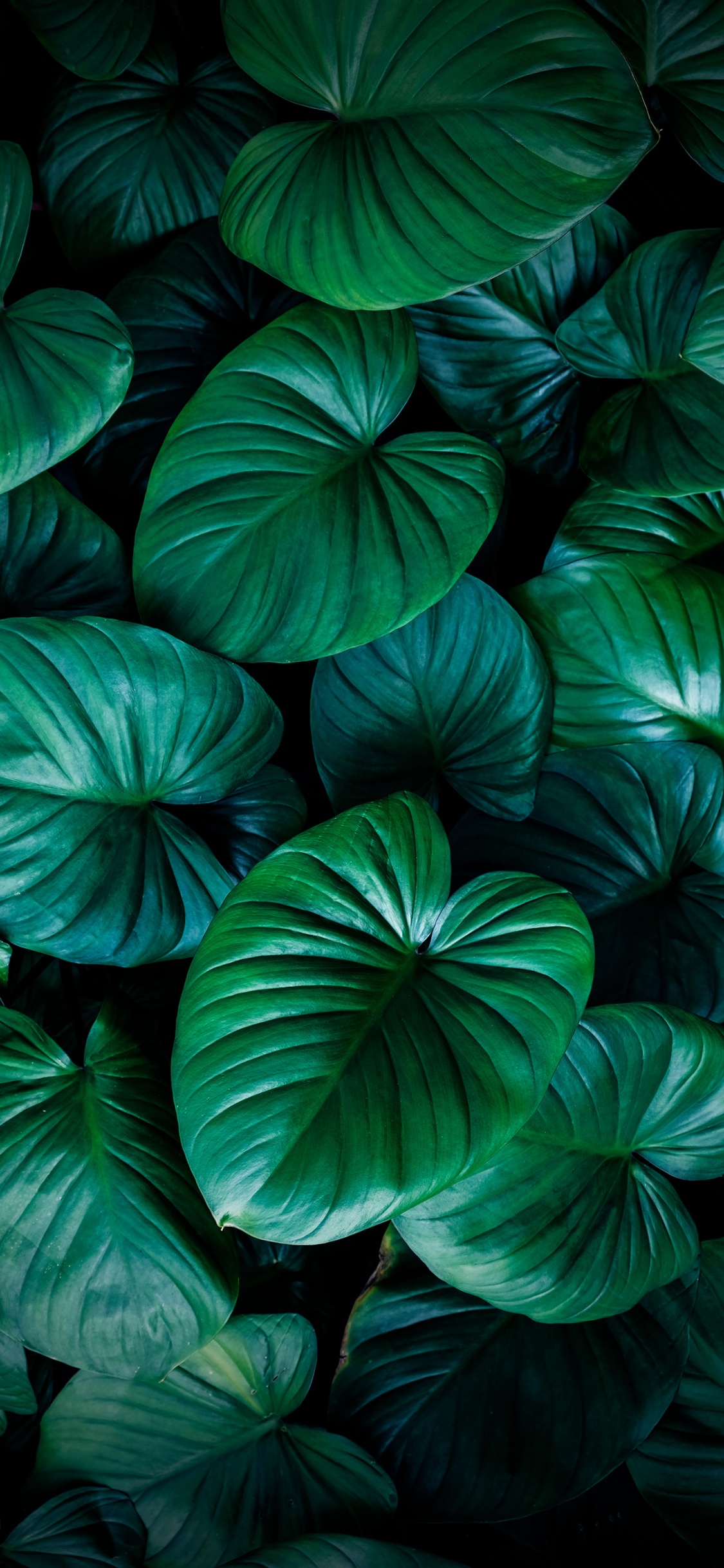 光, 绿色的, 地被, 对称, 显花植物 壁纸 1125x2436 允许