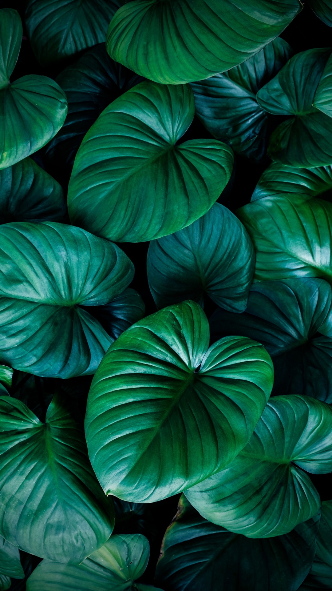 Light, Plant, Green, Botany, Natural Material. Wallpaper in 1080x1920 Resolution