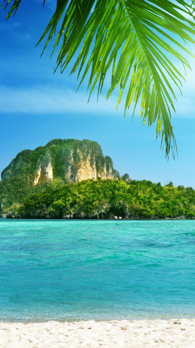 Green Palm Tree on White Sand Beach During Daytime. Wallpaper in 750x1334 Resolution
