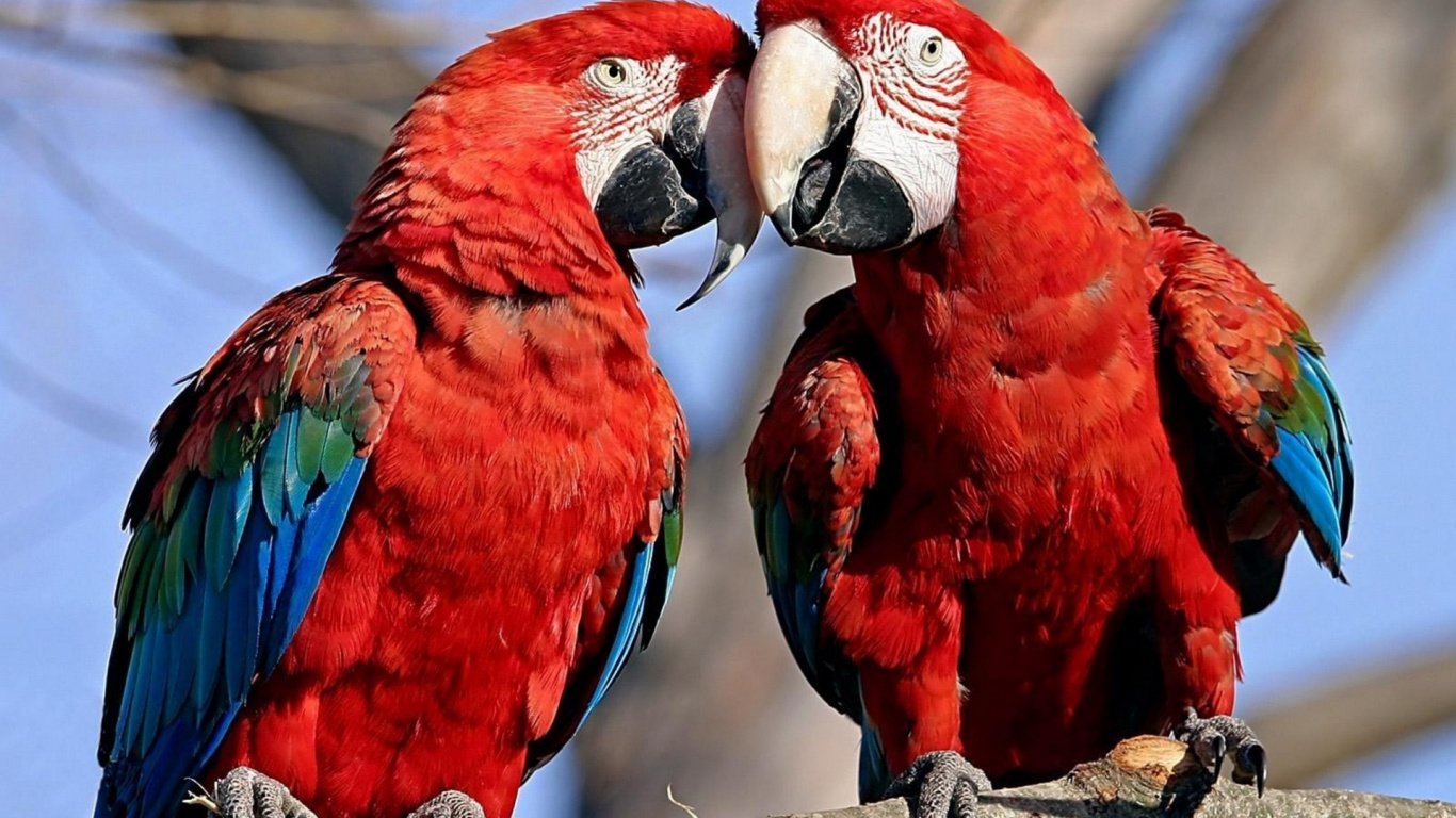 Red Blue and Yellow Macaw. Wallpaper in 1366x768 Resolution