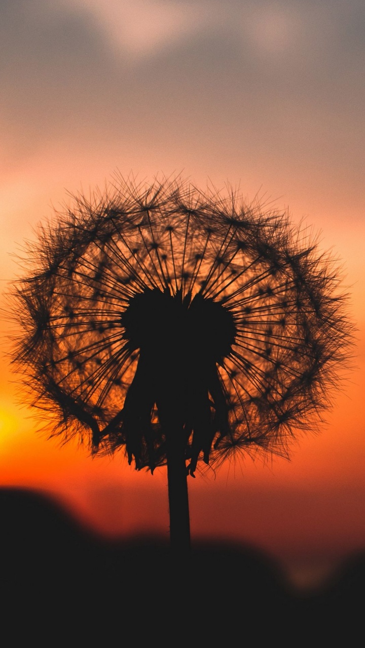 Dandelions, Ecoregion, Plant, Branch, Tree. Wallpaper in 720x1280 Resolution